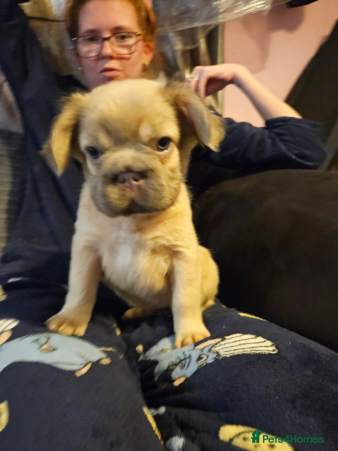 French Bulldog dogs for sale: KC French bulldogs READY FOR THEIR FOREVER HOME 💙 - Advert 8