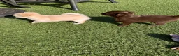 Chihuahua dogs for sale: 5* LICENSED. Gorgeous KC Chihuahua GIRLS - Advert 18