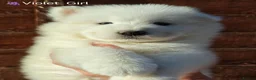Samoyed dogs for sale: Exceptional pedigree puppies. - Advert 4