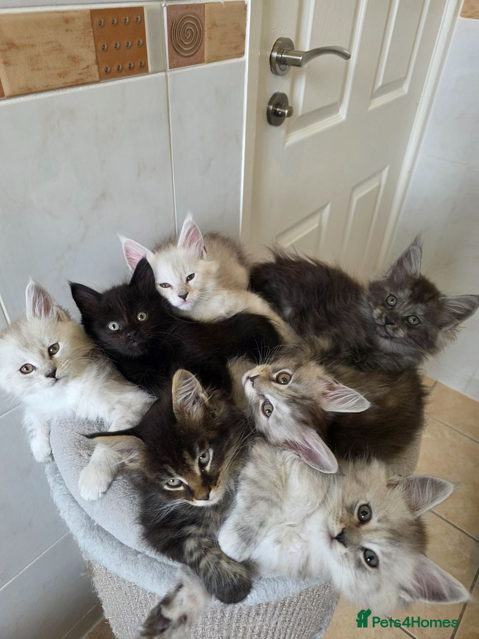 Maine Coon cats Pedigree TICA Registered Maine Coon Kittens - Advert 2