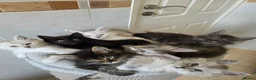 Maine Coon cats for sale: Pedigree TICA Registered Maine Coon Kittens - Advert 7