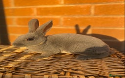 Rex rabbits for sale: Female & male otter/BEW mini rex rabbits  - Image 18