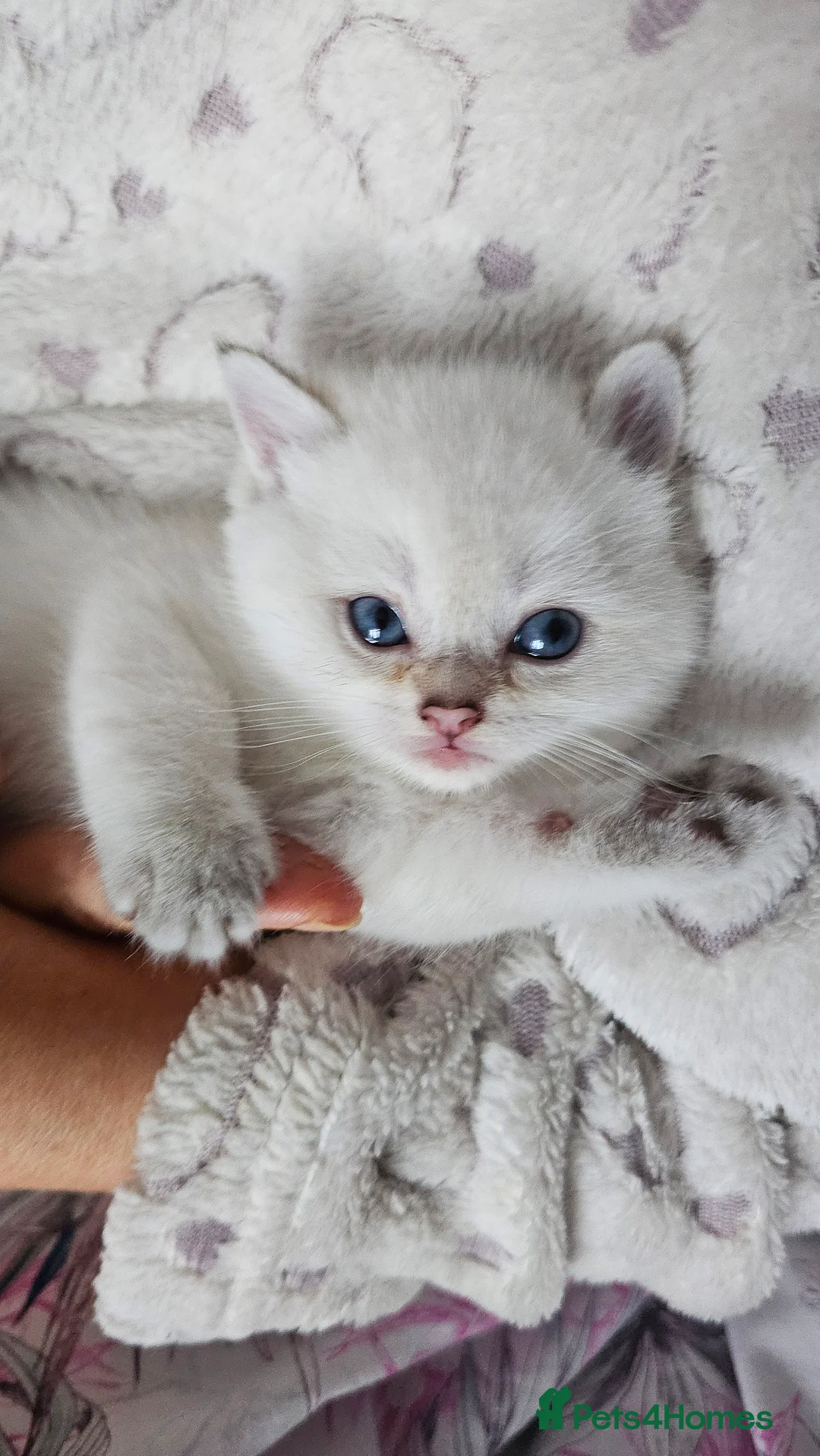 Scottish Fold cats for sale: Tica Registered pedigree kittens  - Advert 9