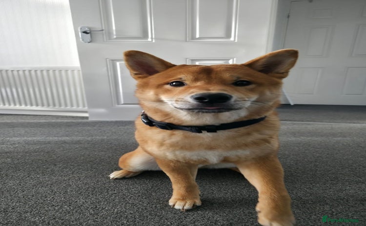 Japanese Shiba Inu dogs - Advert 4