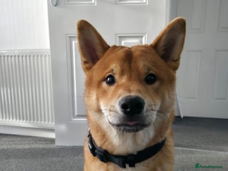 Japanese Shiba Inu dogs - Advert 4