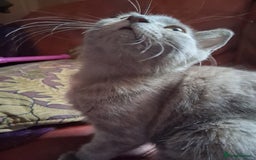 Mixed Breed cats for sale: Charming Cheeky Chunky  Bengal X Kittens. - Image 20