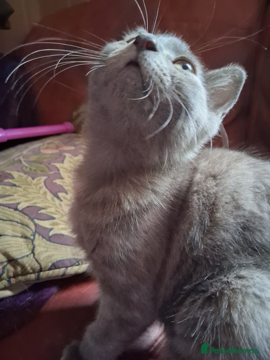 Mixed Breed cats for sale: Charming Cheeky Chunky  Bengal X Kittens. - Image 20