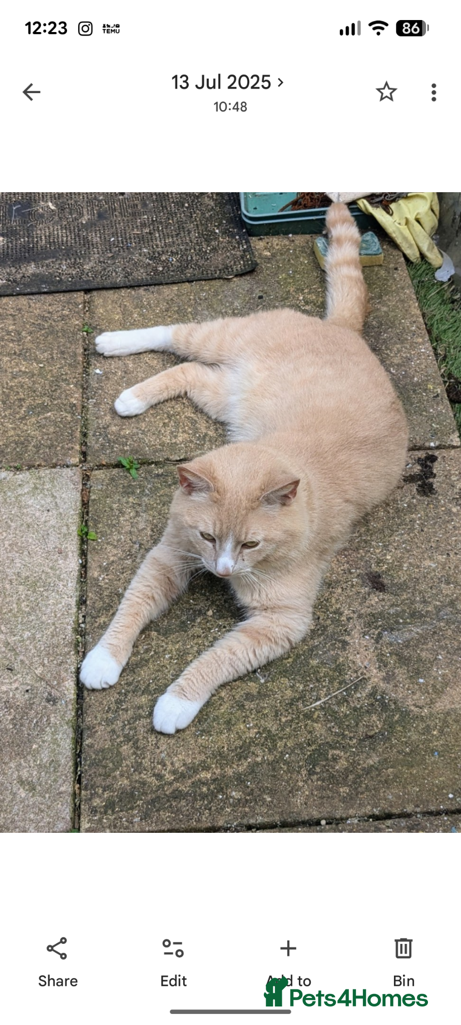 Mixed Breed cats for sale: My little bear cream male - Advert 1