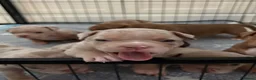 American Bully dogs for sale: Lucci vs Gr CH McLovin pups  - Advert 8