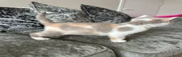 British Shorthair cats for sale: British Short Hair TICA REG Ready now  - Advert 9