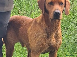 Labrador Retriever dogs in Southport - Advert 4