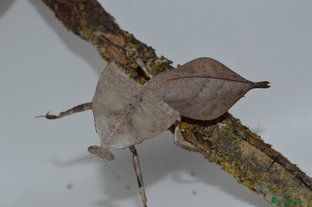 Praying Mantis invertebrates for sale: Various Praying Mantis available. - Image 2