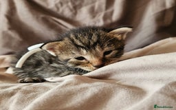 Russian Blue cats for sale: Mix Russian Blue and Maine Coon - Image 12