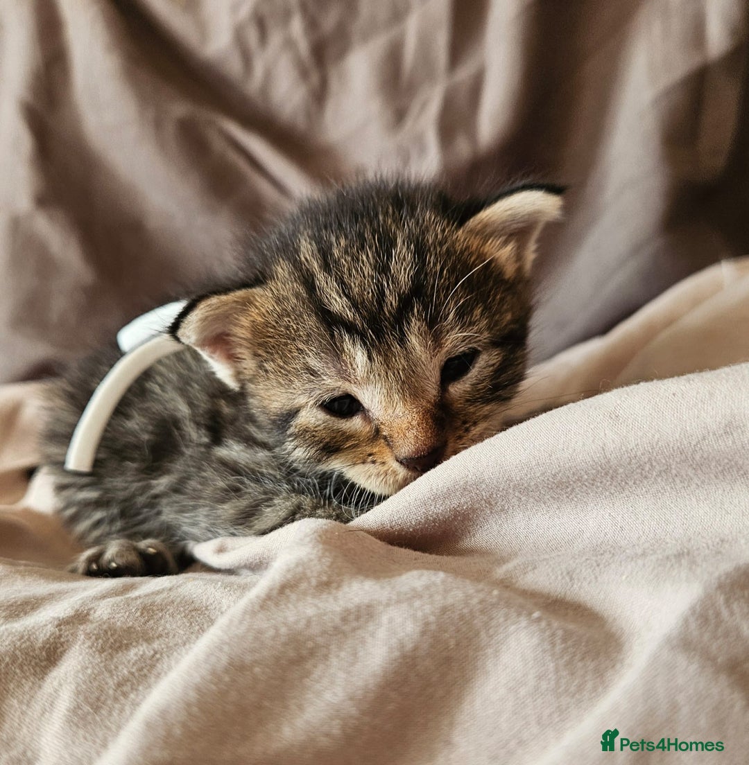 Russian Blue cats for sale: Mix Russian Blue and Maine Coon - Image 12