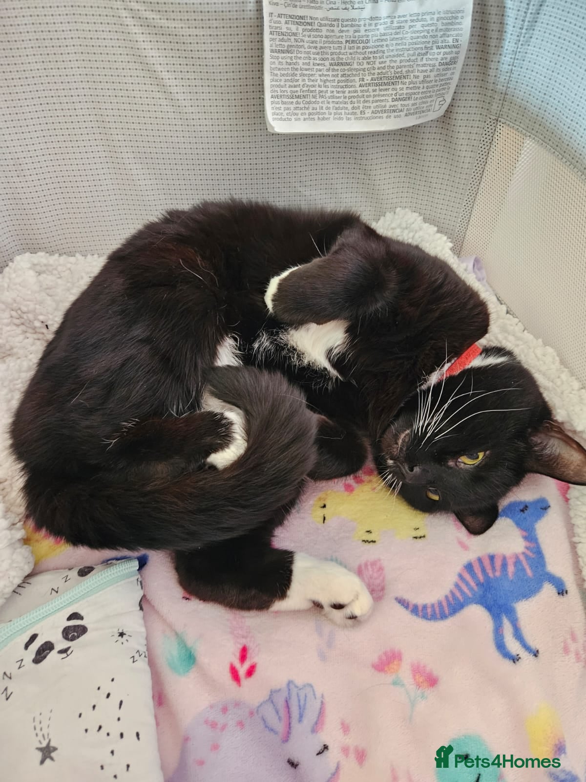 British Longhair cats 8 year old male cat for adoption. - Advert 1