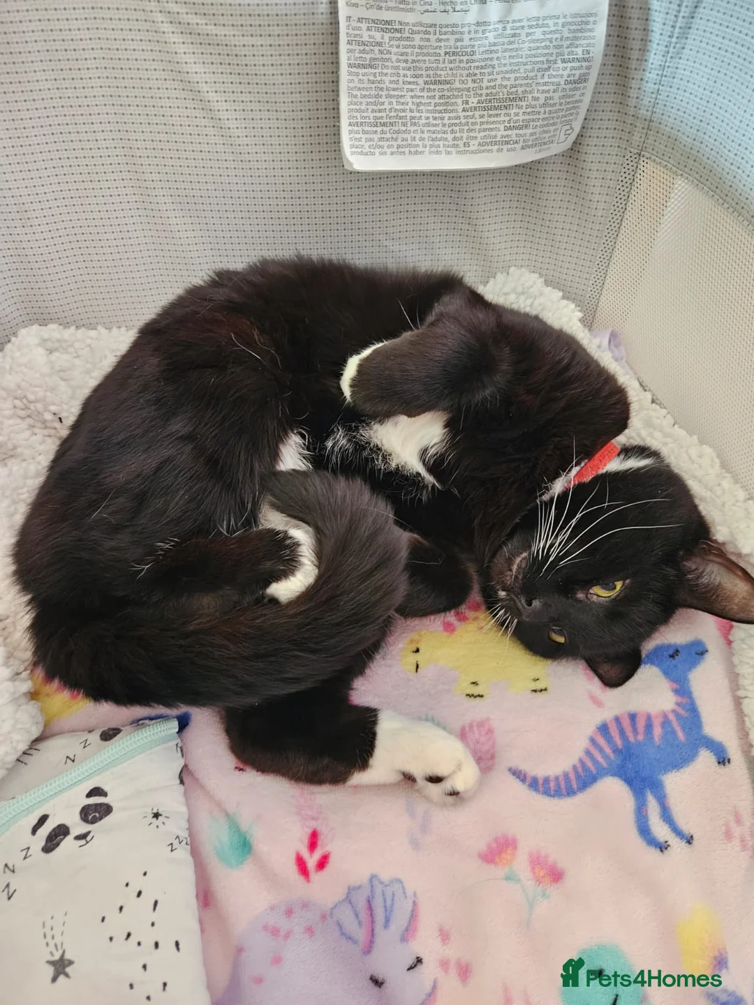 British Longhair cats for sale: 8 year old male cat for adoption. in Tenbury Wells - Advert 1