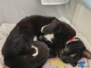 British Longhair cats 8 year old male cat for adoption. - Advert 1