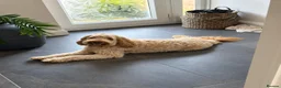 Australian Labradoodle dogs for sale: Multi-gen Australian Labradoodles due late Nov  - Advert 4