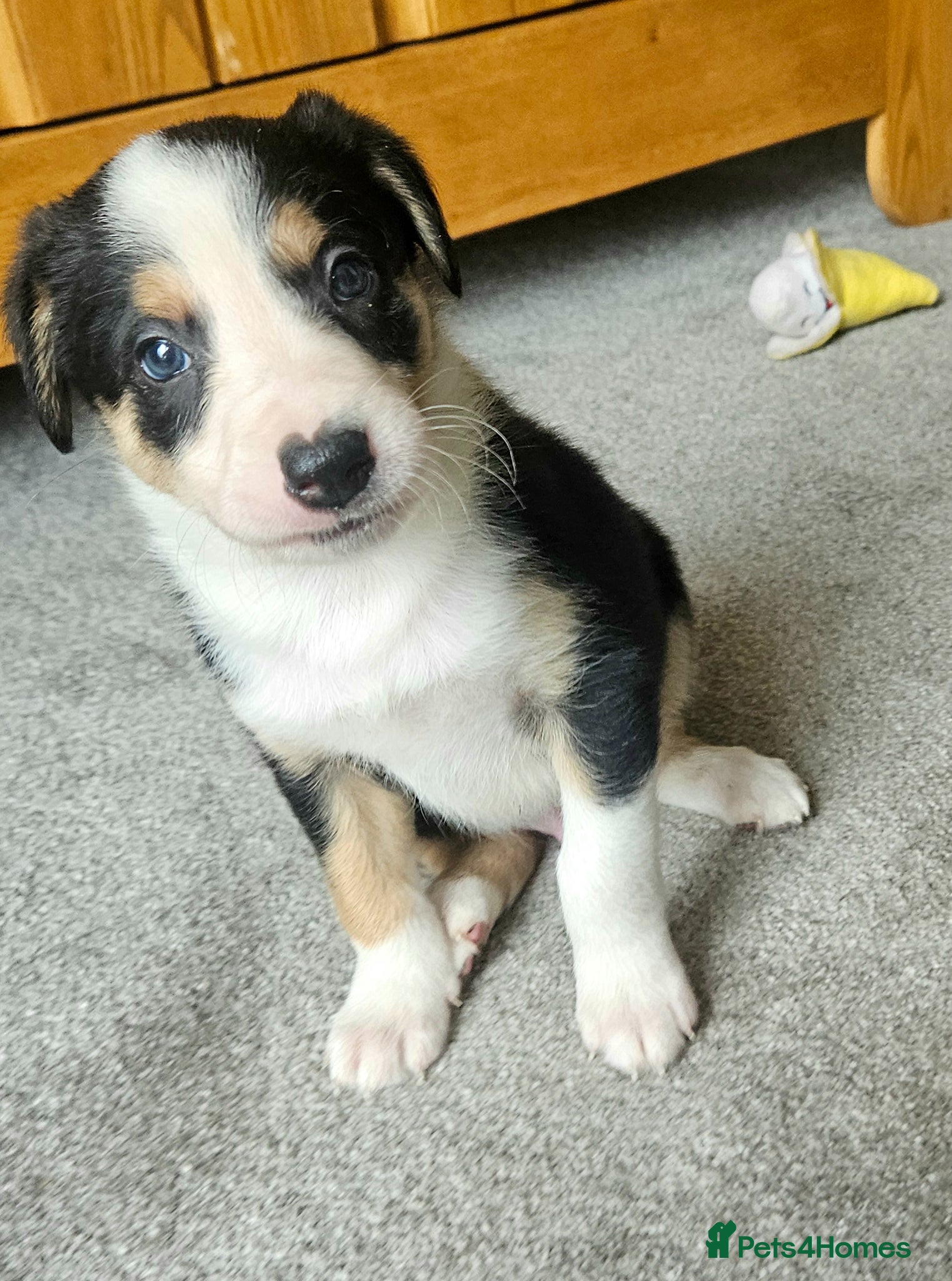 Border Collie dogs 🔥Unique tri border collie pups 🔥 - Advert 2