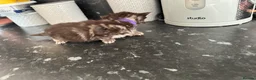 Ragdoll cats for sale: Ragdoll Cross Kittens  - Advert 13
