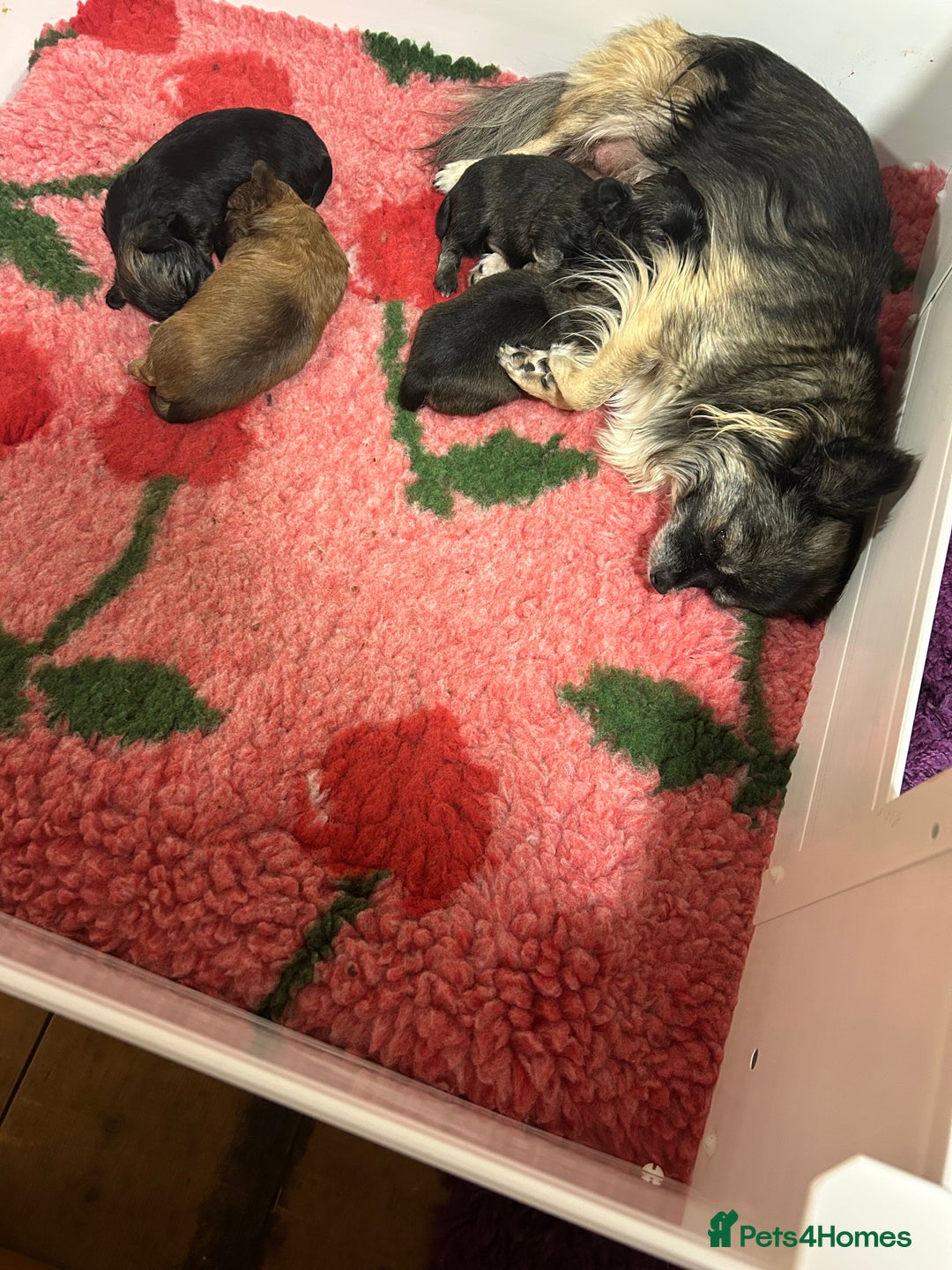Chihuahua dogs for sale: Puppies  - Image 1