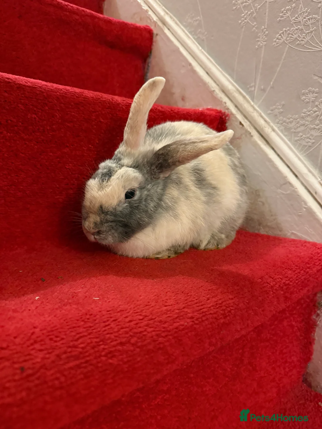 Lionhead rabbits for sale: Rabbits  - Advert 5