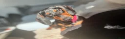 Miniature Dachshund dogs for sale: Very sweet mini Dachshund girl in Carluke - Advert 10
