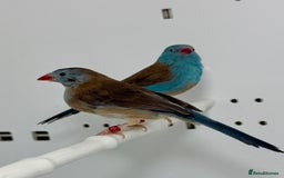 Finches birds for sale: Blue-capped cordon-bleu finches - Advert 6