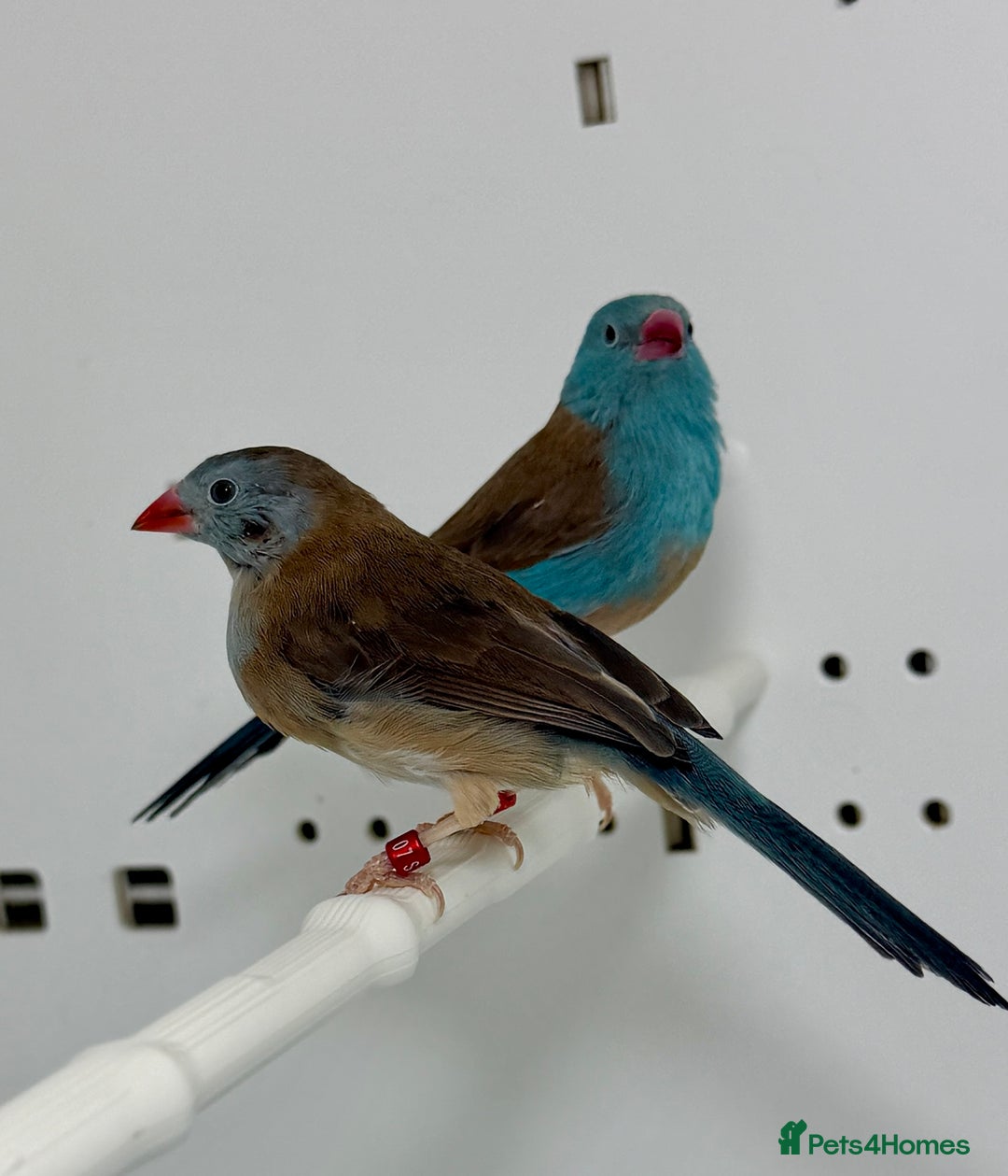 Finches birds for sale: Blue-capped cordon-bleu finches - Advert 6