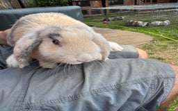 English Lop rabbits for sale: Beautiful lops - Image 8