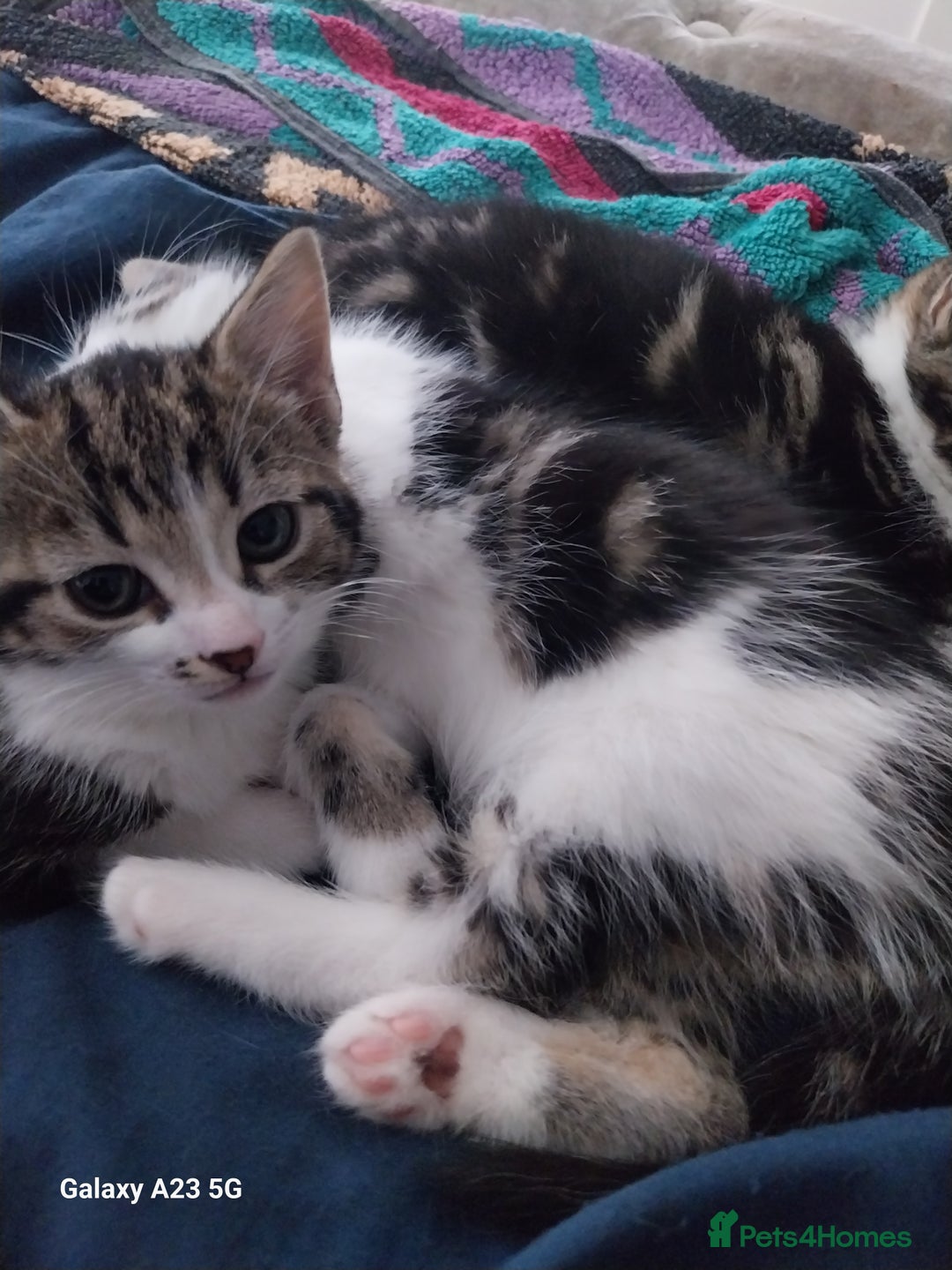 Mixed Breed cats for sale: Beautiful kittens for sale - Image 3