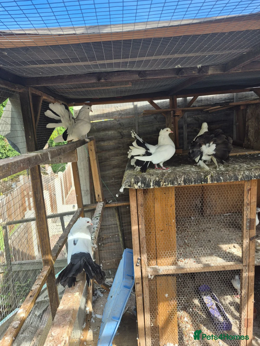 Mixed Breed birds for sale: Indian fontail - Advert 2
