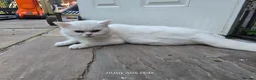 Exotic cats for sale: Persian/British Shorthaired cats - Advert 10
