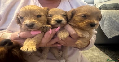 Mixed Breed dogs - Advert 8
