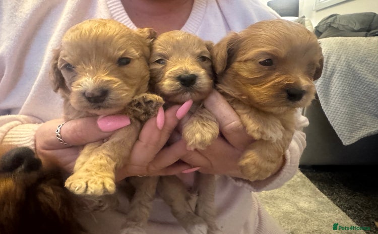 Mixed Breed dogs - Advert 1