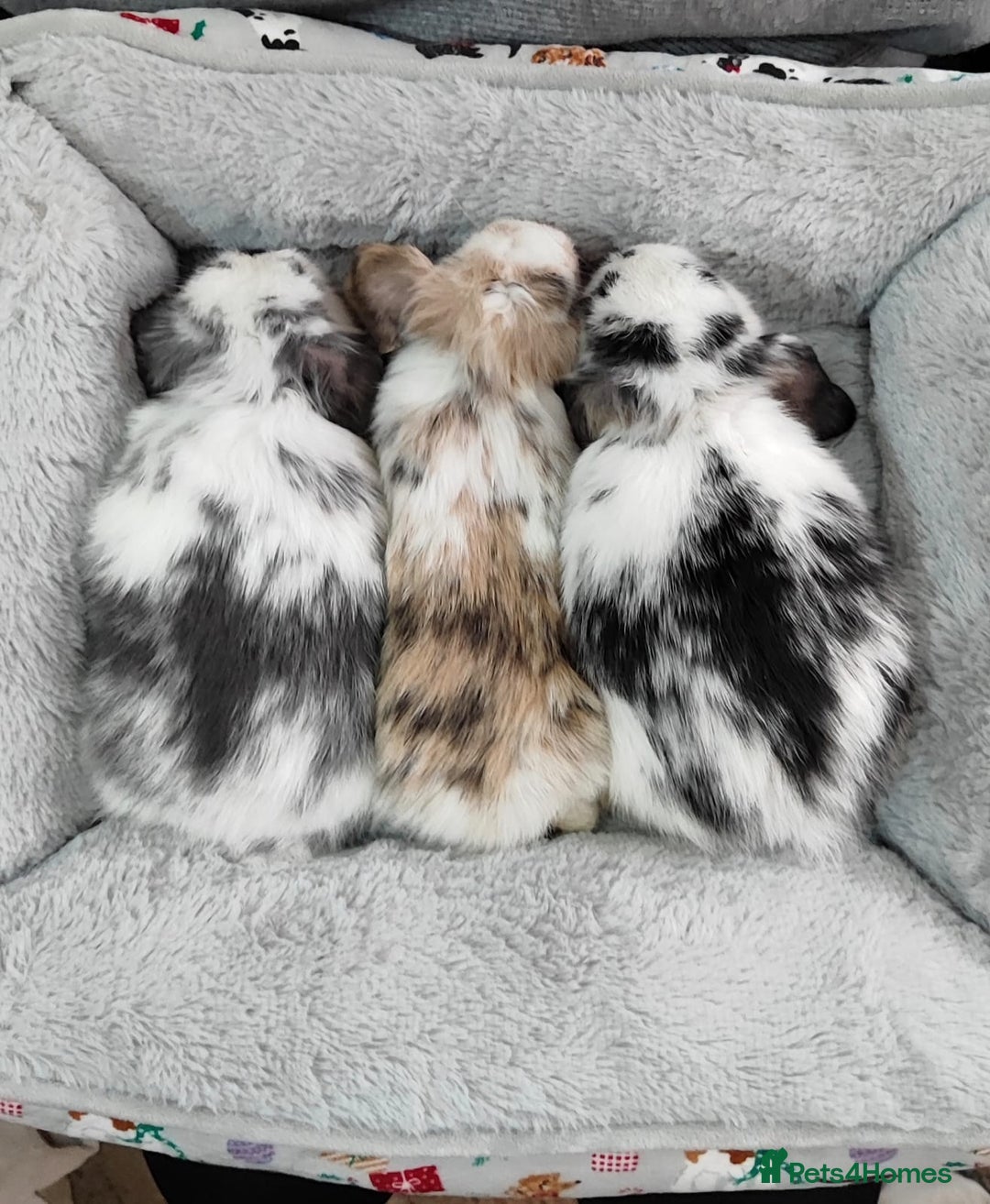 Mini Lop rabbits for sale: Beautiful mini lops - Advert 2