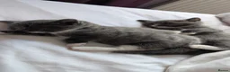 Mixed Breed cats for sale: Grey and white kittens for sale - Advert 4