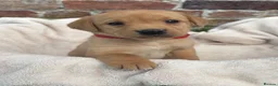 Labrador Retriever dogs for sale: Outstanding Labrador Puppies KC registered Hips - Advert 7