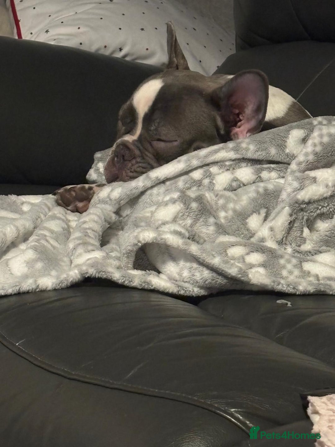 French Bulldog dogs for sale: Male French bulldog puppy  - Advert 4