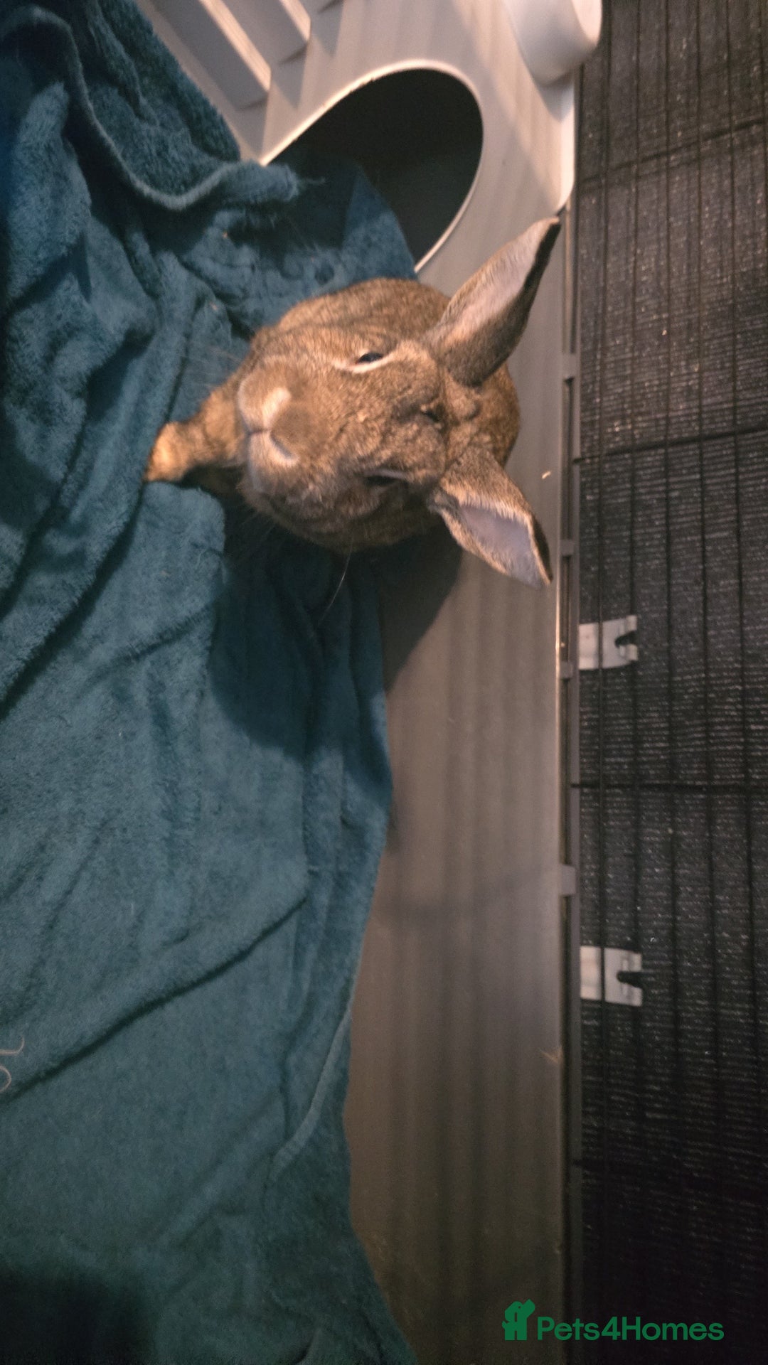 Mini Lion Lop rabbits for sale: Male mini lion lop - Image 6