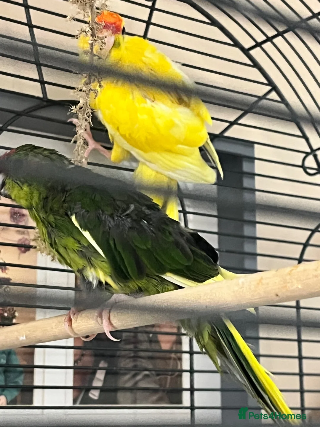 Parrots birds for sale: Lush baby kakaraki  - Advert 2