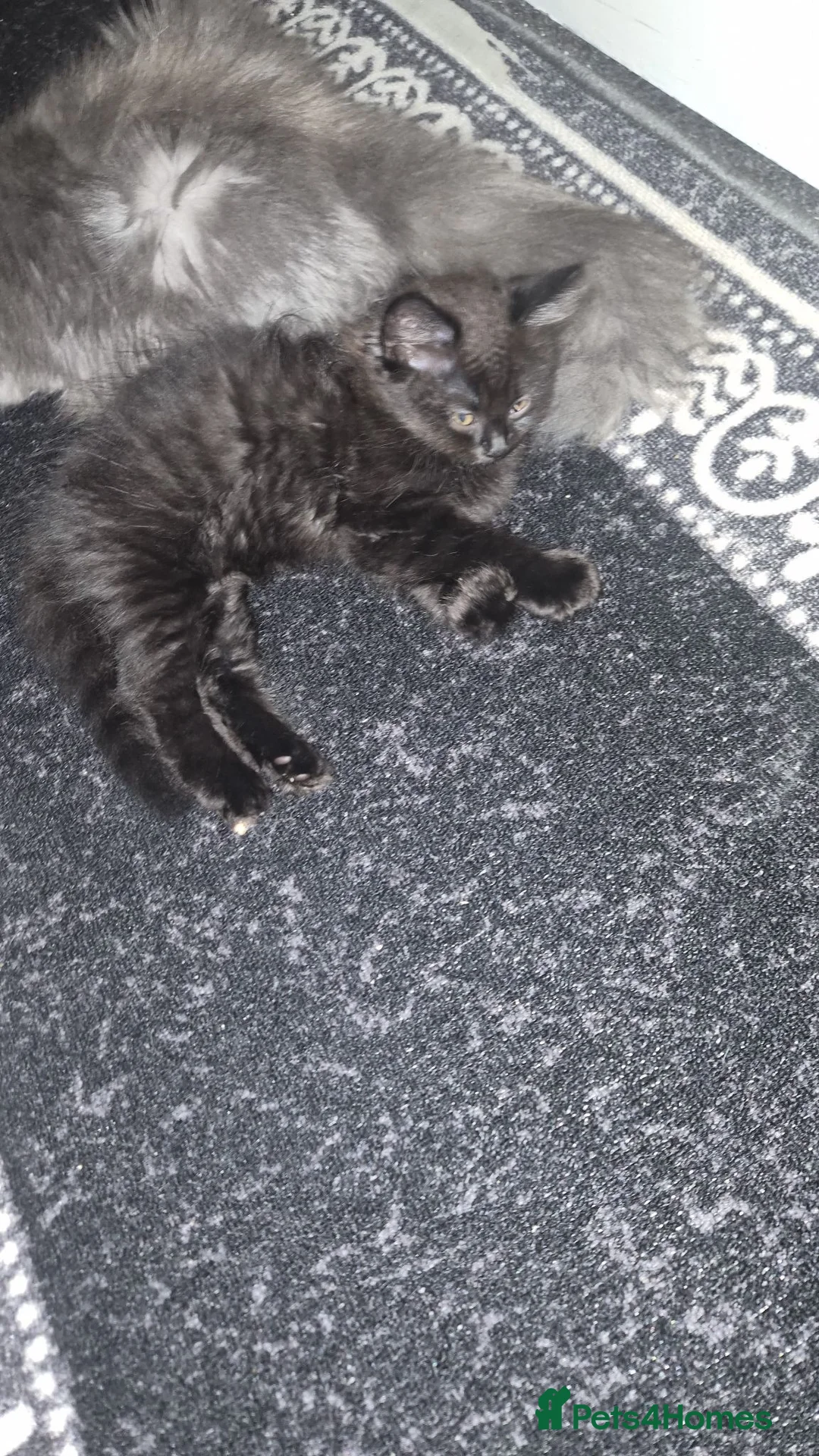 British Longhair cats for sale: British long hair kitten  - Advert 7