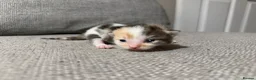 Mixed Breed cats for sale: Gorgeous kittens - Advert 9