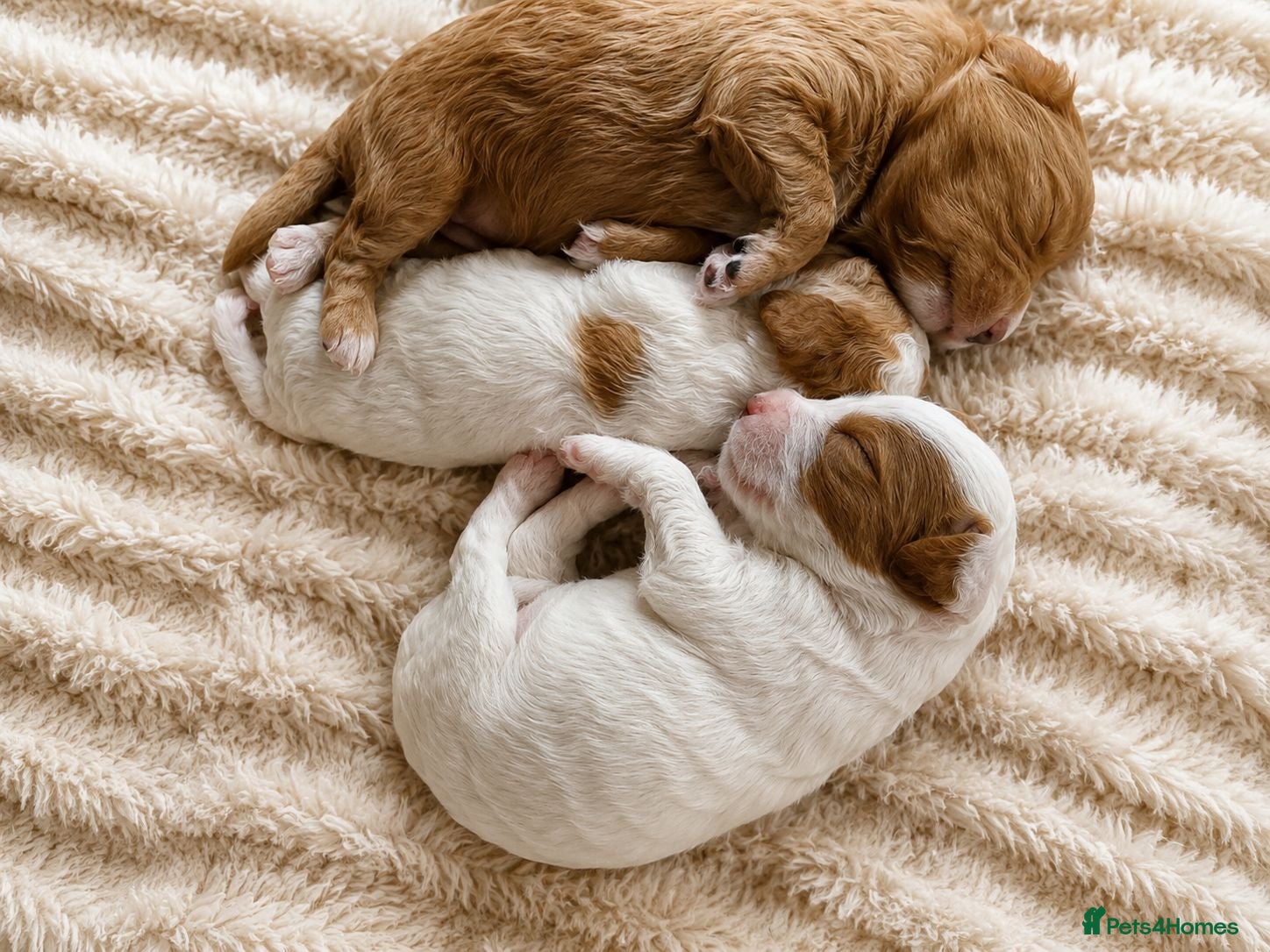 Cockapoo dogs Merles Apricots Parti Most loved Cockapoo Puppies - Advert 2
