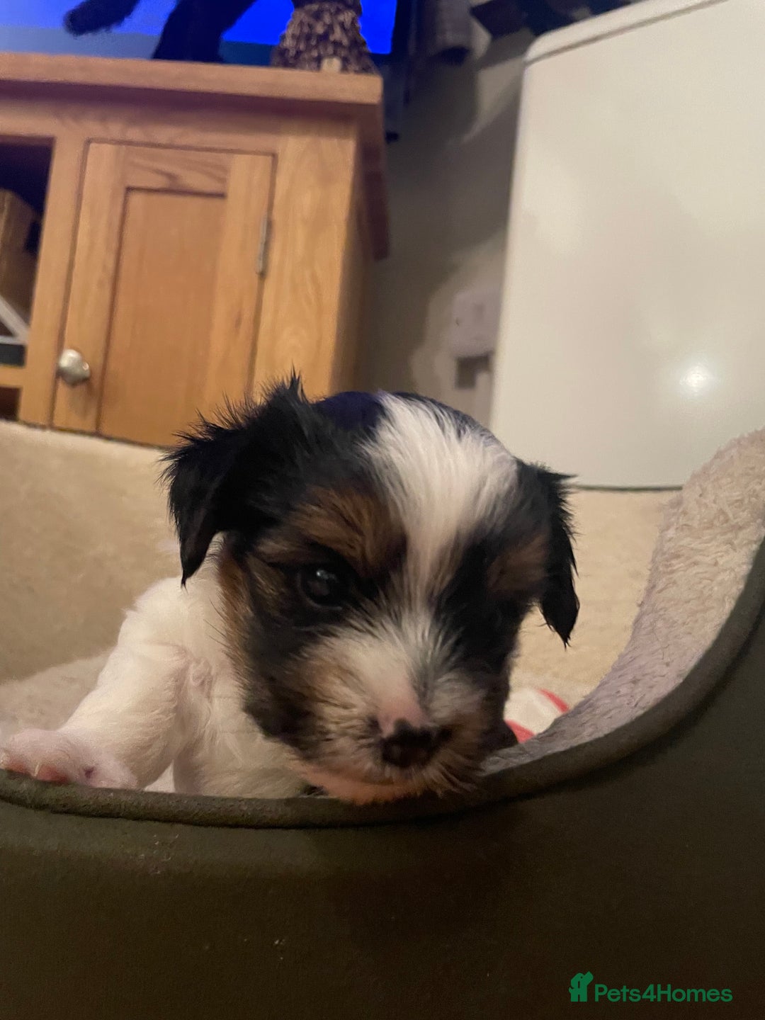Biewer Terrier dogs for sale: Biewer Terrier Puppies - Advert 32