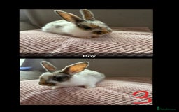 Mixed Breed rabbits for sale: Gorgeous baby bunnys - Image 3