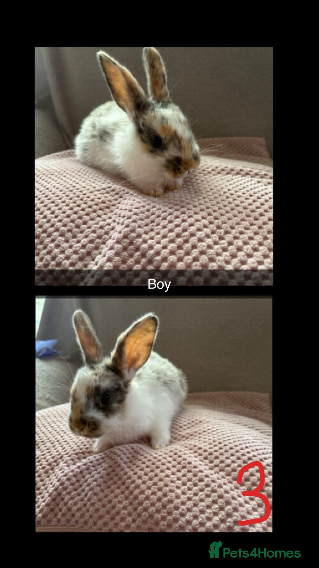 Mixed Breed rabbits for sale: Gorgeous baby bunnys - Image 3