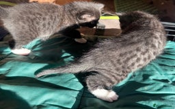 Savannah cats for sale: Beautiful 50% Savannah Kittens  - Advert 5