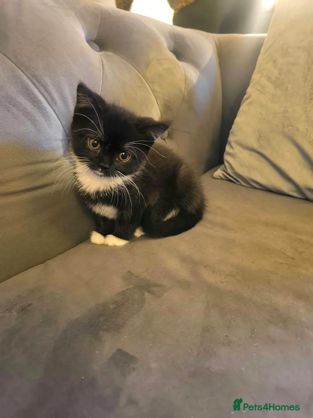 Mixed Breed cats for sale: Black and White female kittens - Advert 2