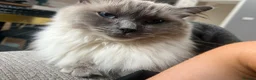 Ragdoll cats for sale: Beautiful five year old Ragdoll  - Advert 3